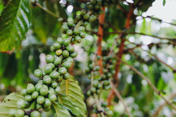 Parlament Ugandy uchwalił nowe przepisy dotyczące uprawy kawy
